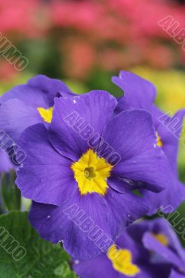 Blue Flower