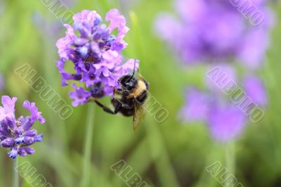 bumble bee collecting pollen