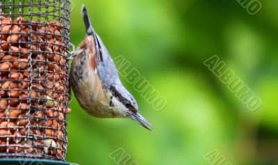 Nuthatch 