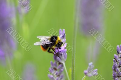 Early Bumble bee ,Bombus pratorum