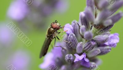 fly on lavender