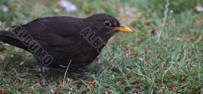 Blackbird