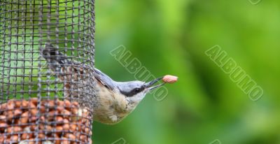 Nuthatch 