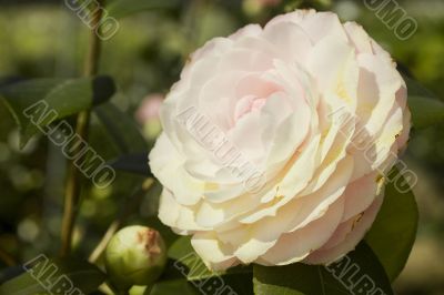 Pink Flower