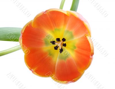 tulip