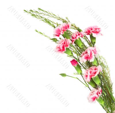 carnations