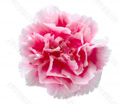 carnation