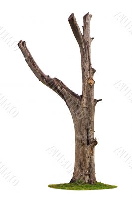 Tree on white background
