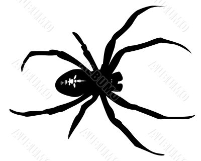 black silhouette of a spider 