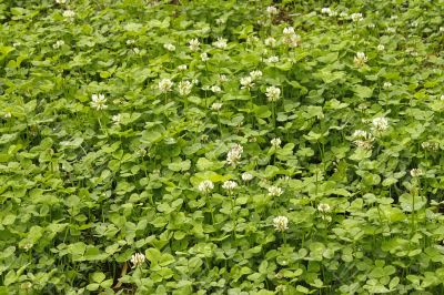 White clover flowers