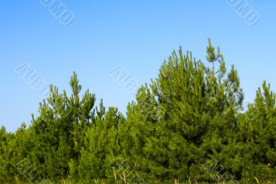 Young pine trees