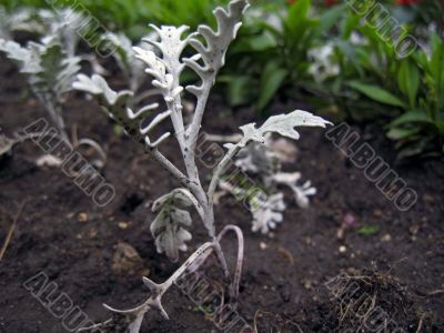 Cineraria and salvia blooming
