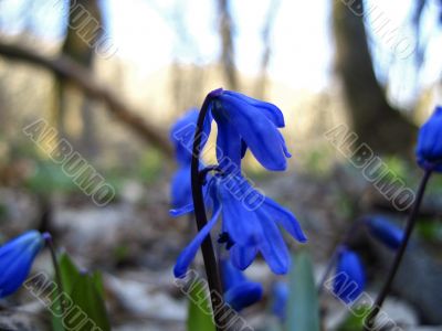 First spring flowers