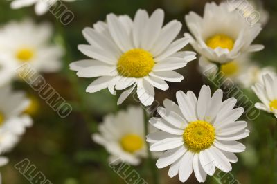 White Daisies