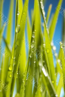 Green Grass