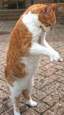 Cat on 2 Legs