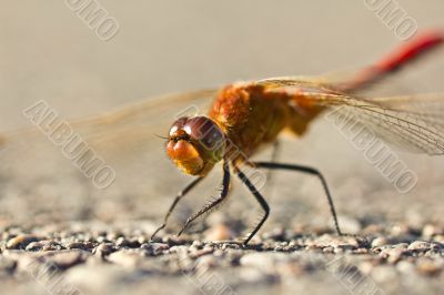 Smiling dragonfly