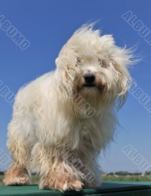 maltese dog