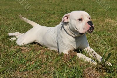 american bulldog