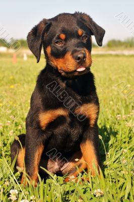 puppy rottweiler