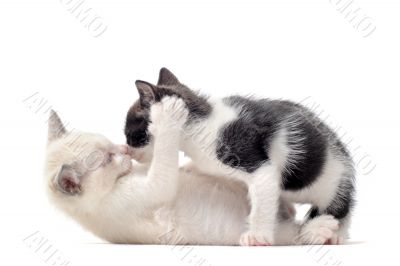 playing kitten