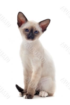 Siamese kitten