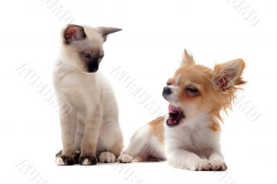 puppy chihuahua and siamese kitten