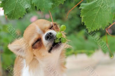 puppy chihuahua