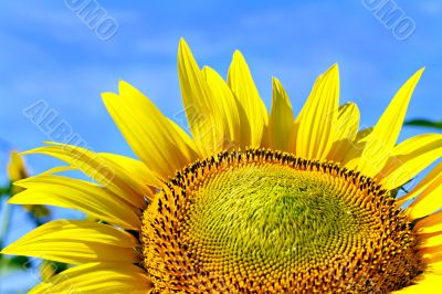 sunflower on background sky