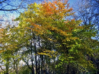 Autumn sun day and forest