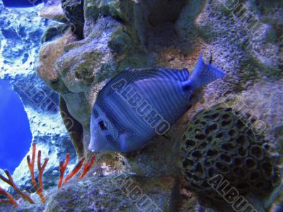 Blue fish underwater