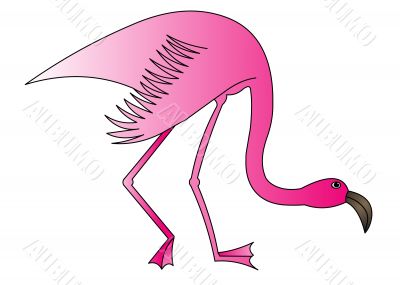 The Rose flamingo