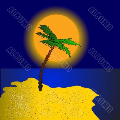 palm on island at sundown