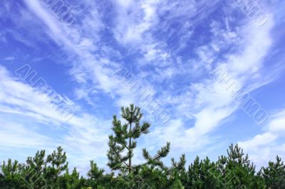 Cloudscape on the pines