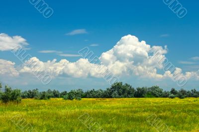 Summer meadow