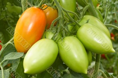 Bunch with tomatoes 