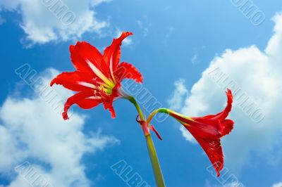 Red bright flowers
