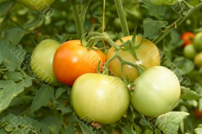 Bunch of big tomatoes 