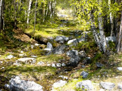 Wild creek amongst stone