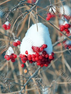 Red snowball on a branch under the snow