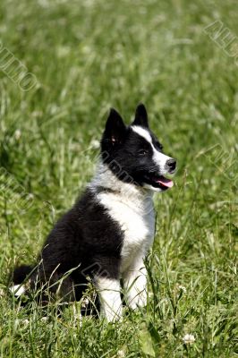 Russian Laika Puppy