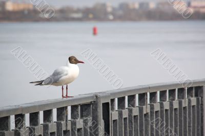 Seagull on the background of water