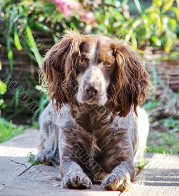 spaniel