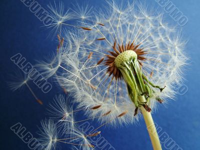 Dandelion