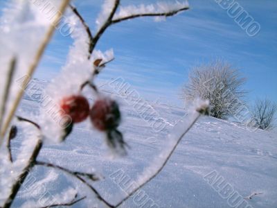 Hip against the background of a winter landscape