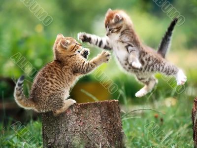 Fighting cats