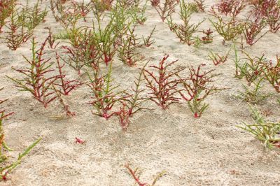 Plants group of saltwort