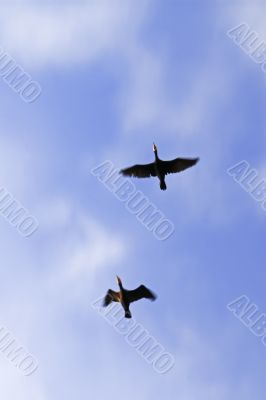 Waterbirds are flying