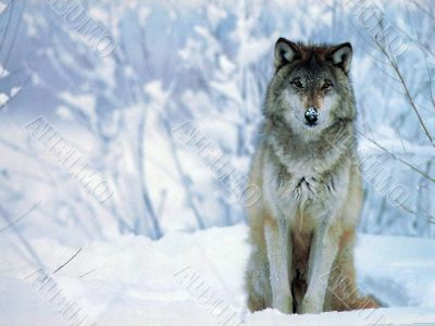 Wolf is waiting