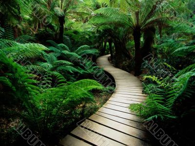 wooden walkway